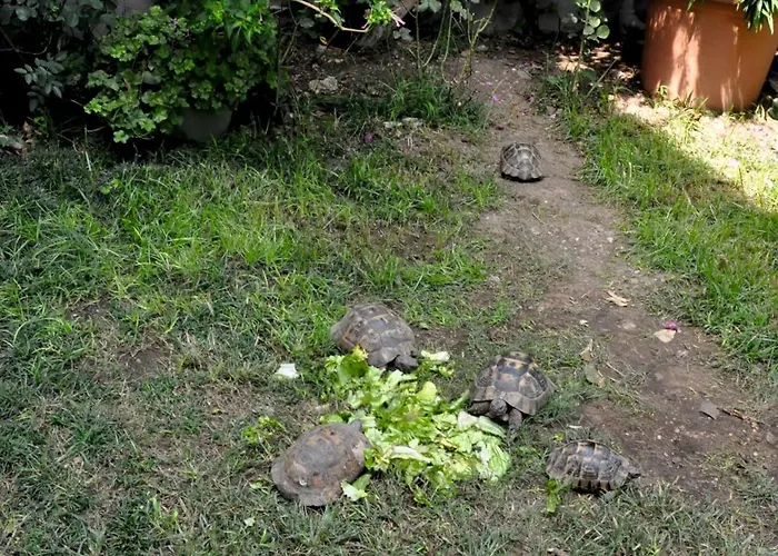 Hotel Grand Viking Kemer